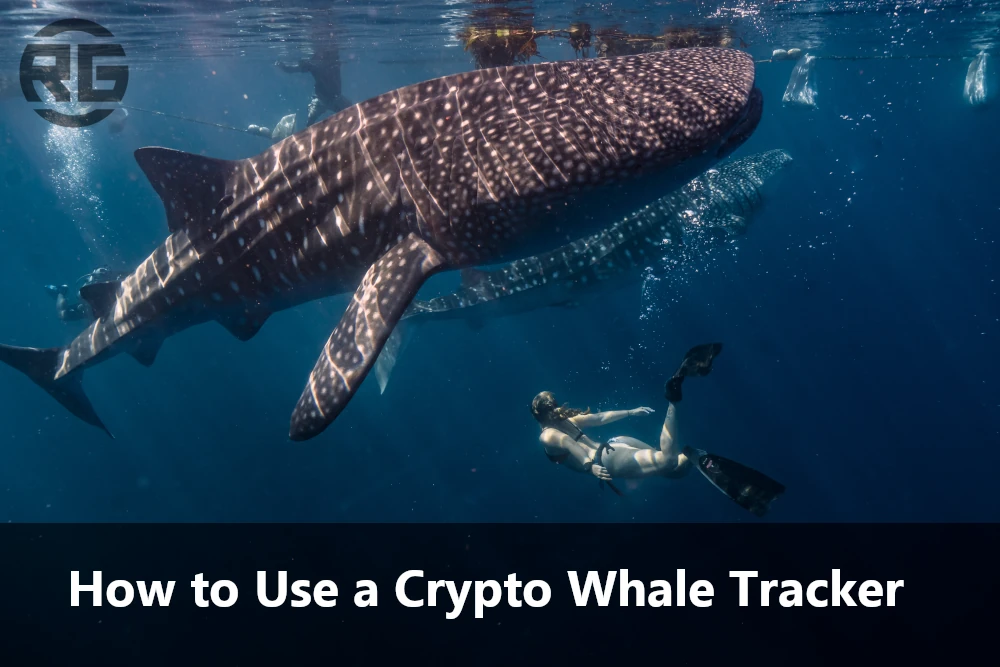 How to Use a Crypto Whale Tracker